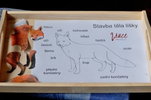 Stavba těla lišky