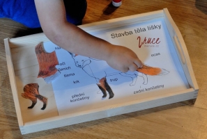 Stavba těla lišky