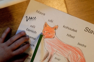 Stavba těla lišky