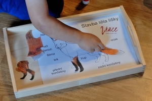 Stavba těla lišky