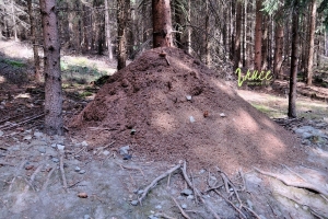 Mraveniště