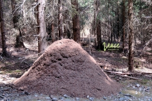 Mraveniště