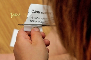 Části pampelišky