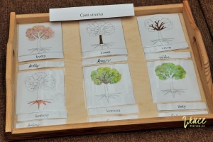 Téma stromy pro předškoláky - části stromu