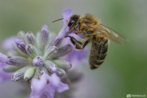 Včela na fialové květu