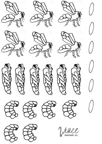 Vývoj včely k tisku (obrys, 6x)